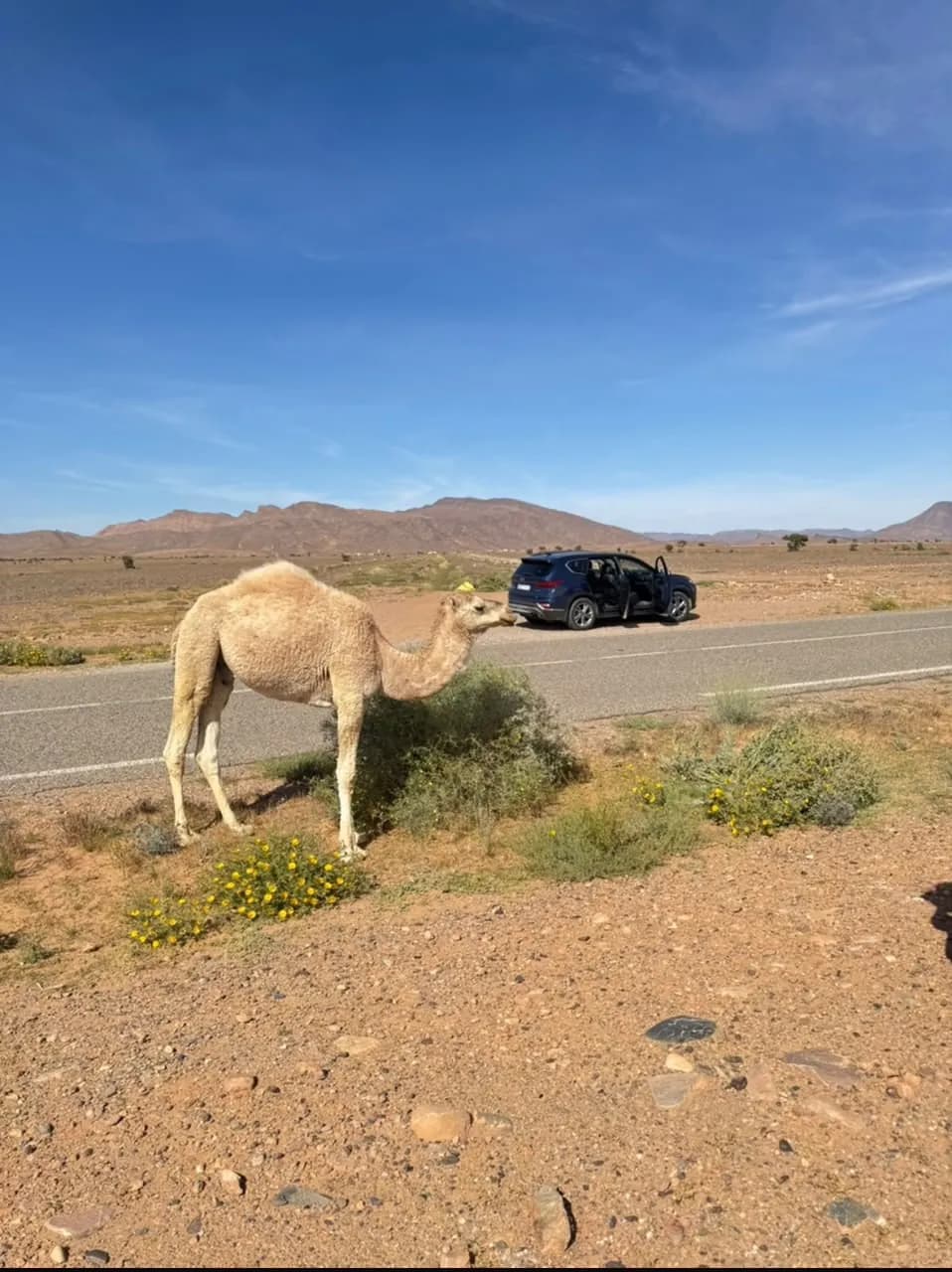 Camel by the desert road